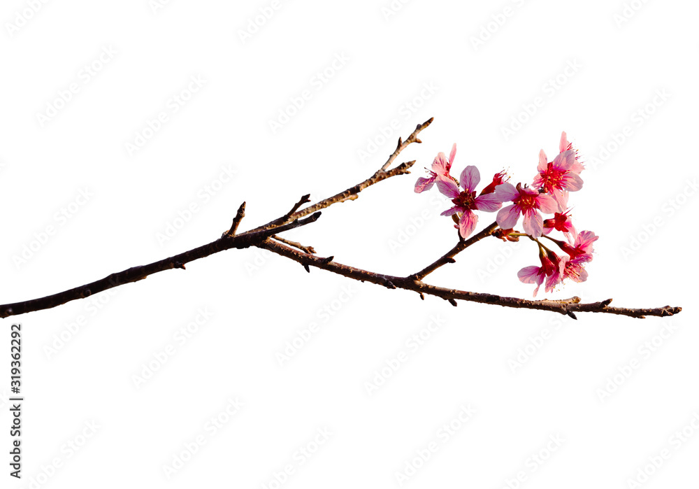 cherry flowers blossoms branches isolated on white background cherry flowers blossoms branches isolated on white background