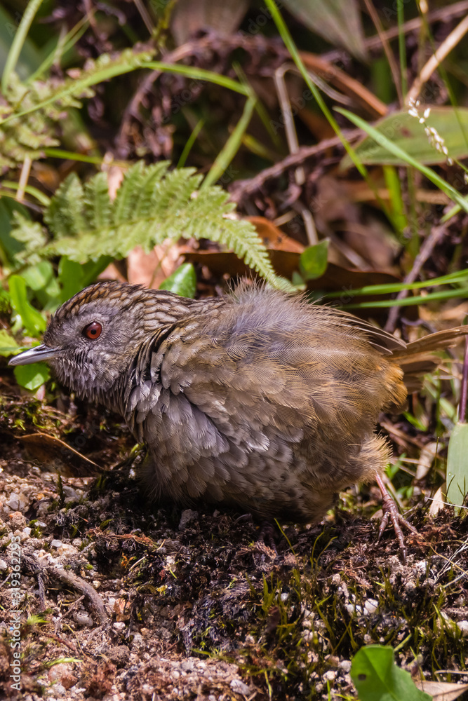 The streaked wren-babbler (Napothera brevicaudata) is a small short-tailed brown babbler with heavy blackish streaking above, dull below with streaked whitish throat The streaked wren-babbler (Napothera brevicaudata) is a small short-tailed brown babbler with heavy blackish streaking above, dull below with streaked whitish throat