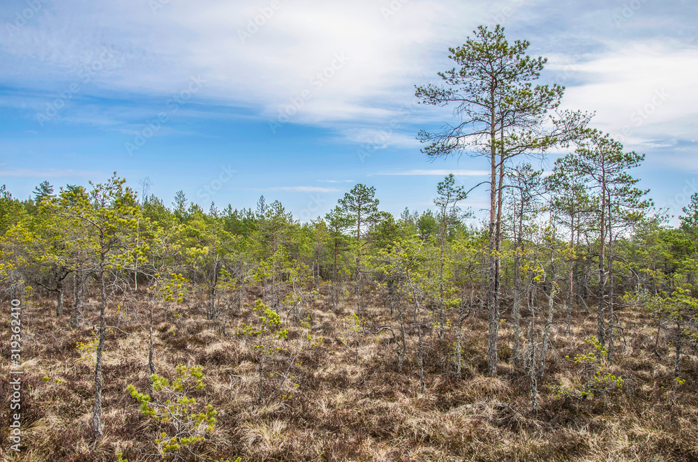 Obraz premium View of the beautiful nature in swamp - conifer trees, moss in Great Kemeri Bog Boardwalk, Latvia, Europe