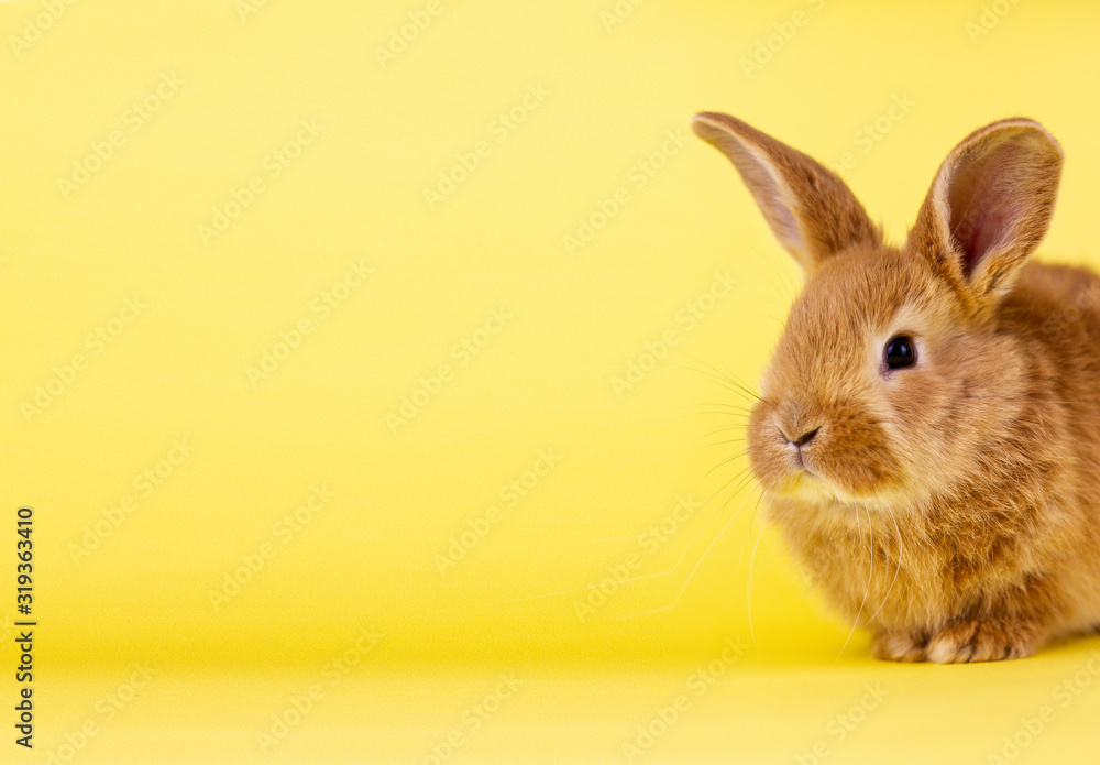 little easter lively rabbit on a yellow background. Red fluffy rabbit on a yellow background, banner picture.