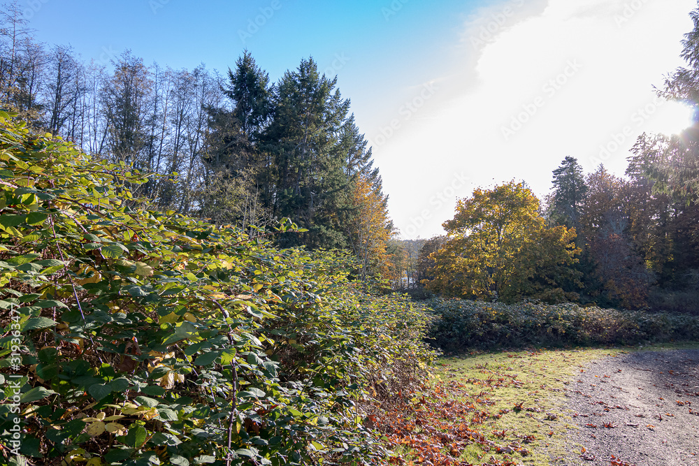 forest with fallen leaves and pathway in early fall forest with fallen leaves and pathway in early fall