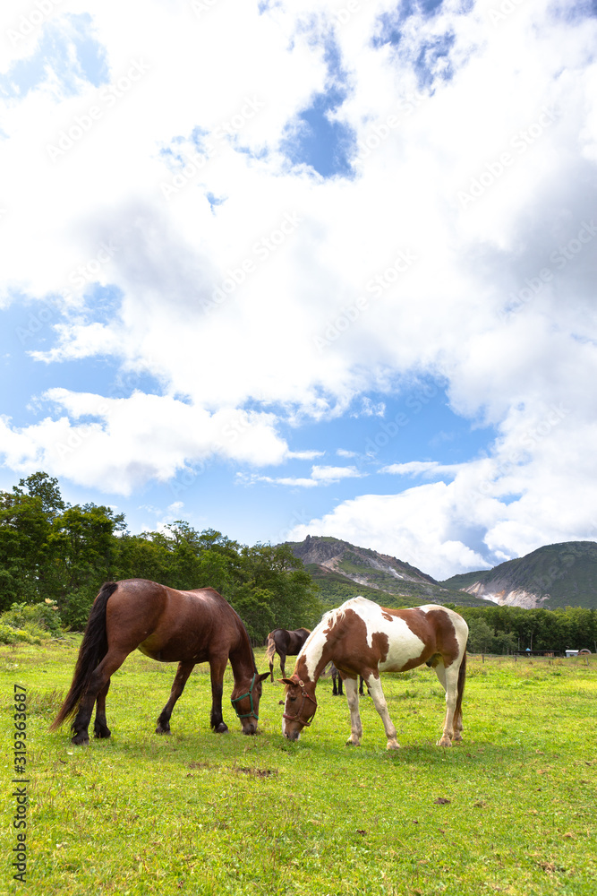 日本の北海道東部・9月、放牧された馬