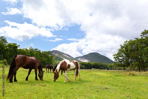 日本の北海道東部・9月、放牧された馬