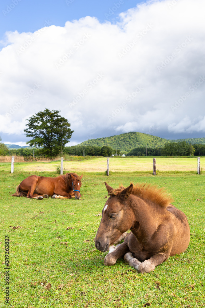 Obraz premium 日本の北海道東部・9月、放牧された馬