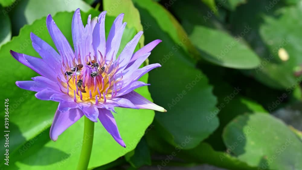 Lotus flower in pond nature concept Lotus flower in pond nature concept