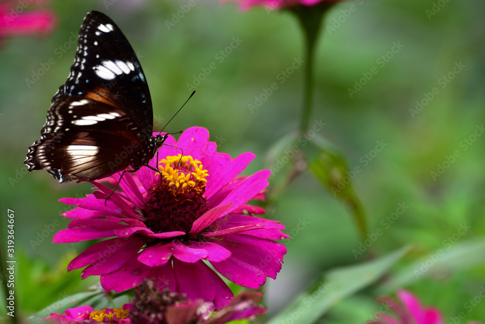 Hypolimnas bolina in Indonesia we call Kupu-Kupu Renda or some country commonly known as eggfly, the great eggfly Hypolimnas bolina in Indonesia we call Kupu-Kupu Renda or some country commonly known as eggfly, the great eggfly
