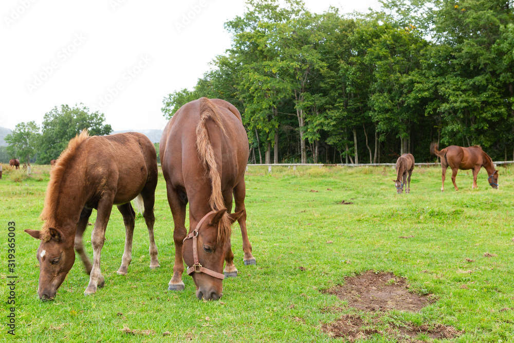 日本の北海道東部・9月、放牧された馬