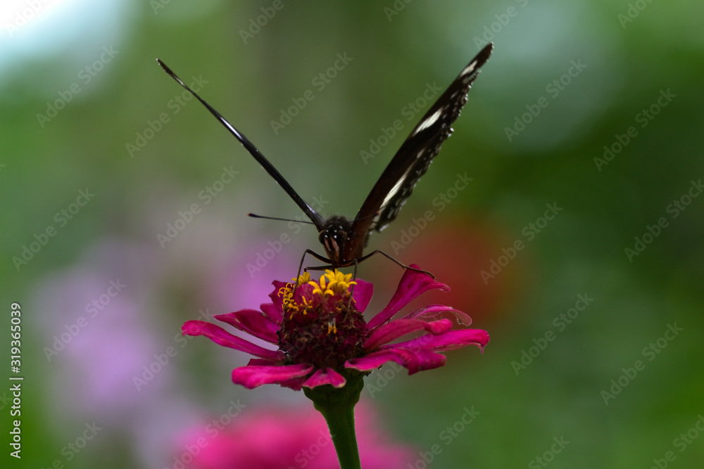 Hypolimnas bolina in Indonesia we call Kupu-Kupu Renda or some country commonly known as eggfly, the great eggfly