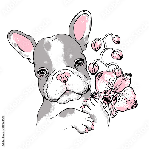 Cute french bulldog puppy with orchid