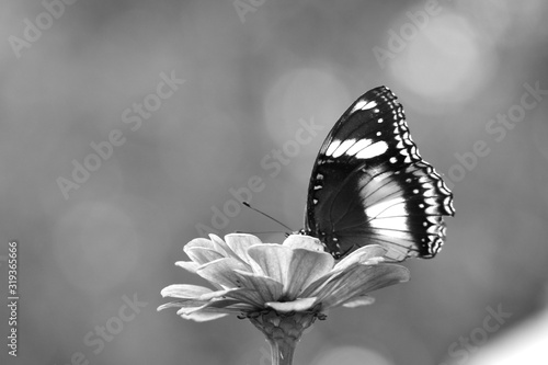 Monochrome, Hypolimnas bolina in Indonesia we call Kupu-Kupu Renda or some country commonly known as eggfly, the great eggfly