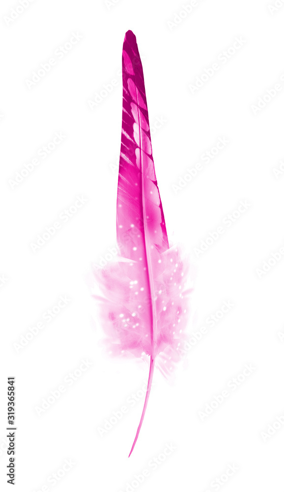 Beautiful color feather isolated on white background Beautiful color feather isolated on white background