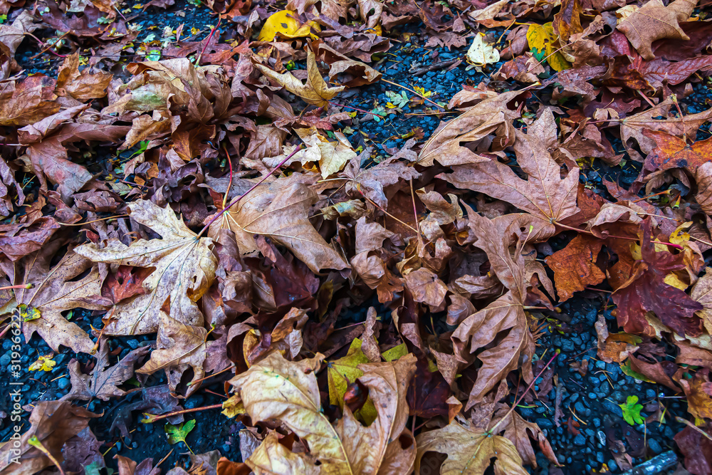 carpet of fallen leaves from maples in pacific northwest in autumn carpet of fallen leaves from maples in pacific northwest in autumn