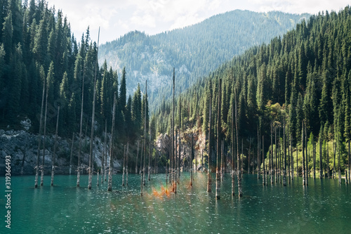 Kazakhstan, Lake Kaindy. Lake with turquoise water. There are dead standing trunks of old trees in the lake. Dead forest in the water.