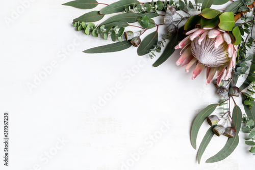 Beautiful pink King protea surrounded by Australian native eucalyptus leaves and gum nuts, creating a floral border, photographed from above, on a white background.