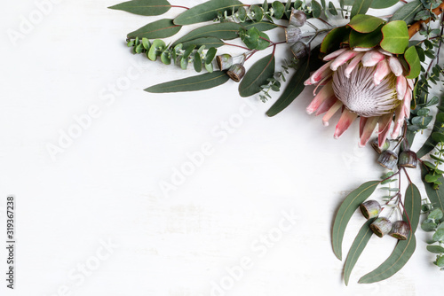 Beautiful pink King protea surrounded by Australian native eucalyptus leaves and gum nuts, creating a floral border, photographed from above, on a white background. photo