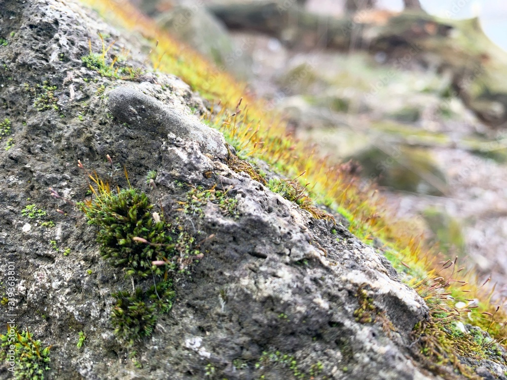 moss on a rock moss on a rock
