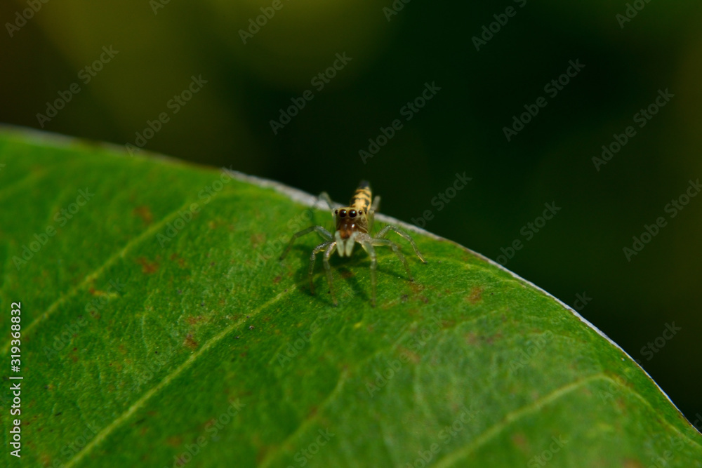 Spider Jum on a green lief. Usually Found in house and garden Spider Jum on a green lief. Usually Found in house and garden