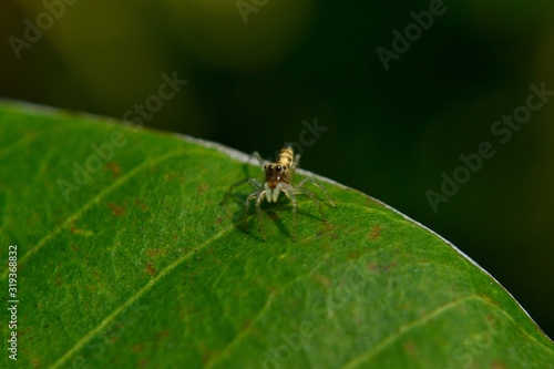 Spider Jum on a green lief. Usually Found in house and garden