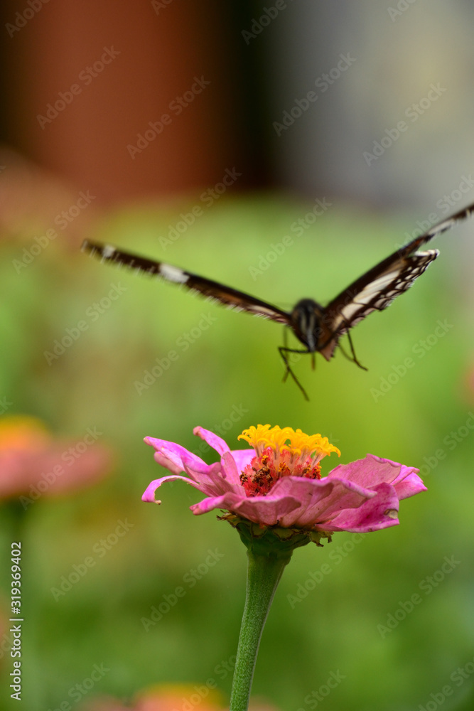 Hypolimnas bolina in Indonesia we call Kupu-Kupu Renda or some country commonly known as eggfly, the great eggfly Hypolimnas bolina in Indonesia we call Kupu-Kupu Renda or some country commonly known as eggfly, the great eggfly