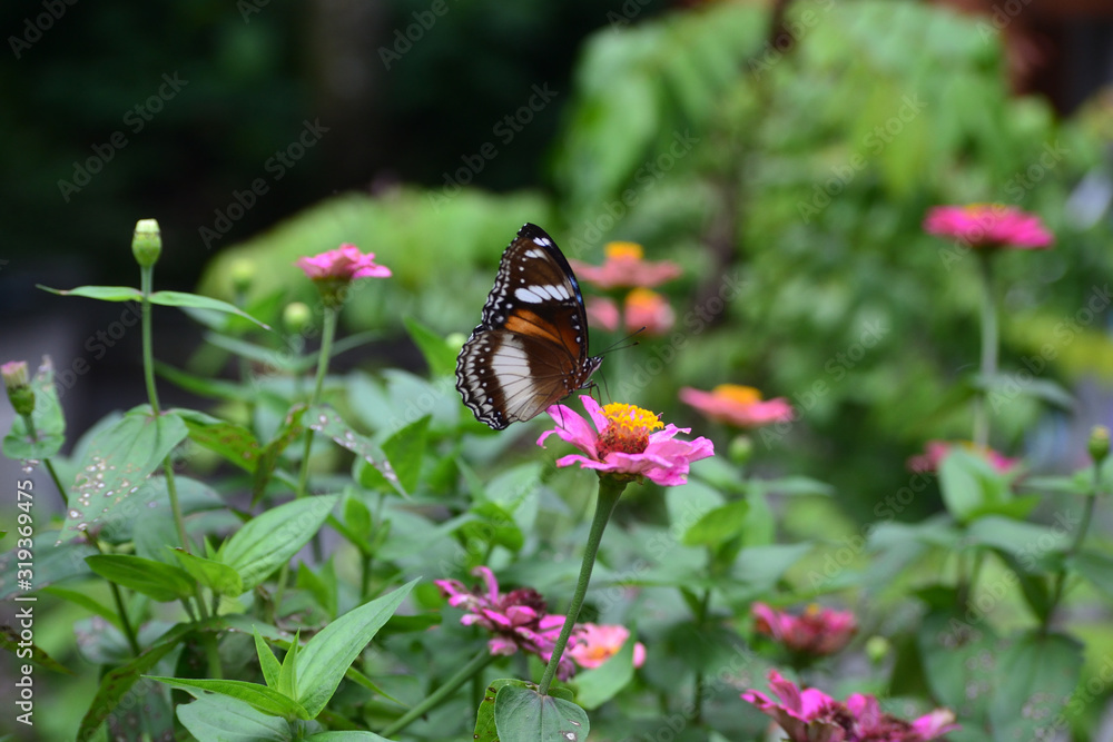 Hypolimnas bolina in Indonesia we call Kupu-Kupu Renda or some country commonly known as eggfly, the great eggfly Hypolimnas bolina in Indonesia we call Kupu-Kupu Renda or some country commonly known as eggfly, the great eggfly