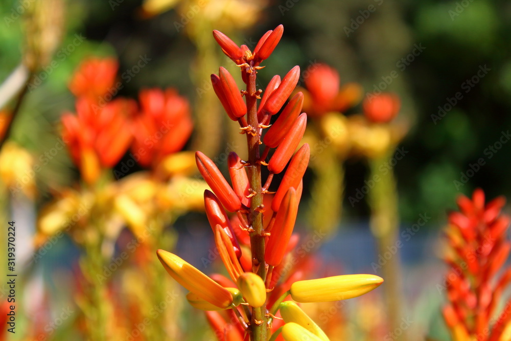 red and yellow flower red and yellow flower