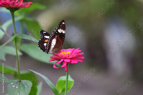 Hypolimnas bolina in Indonesia we call Kupu-Kupu Renda or some country commonly known as eggfly, the great eggfly