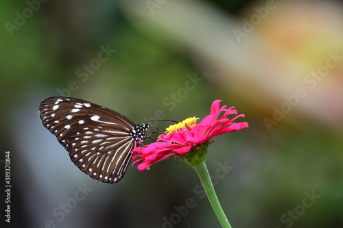 One of kind butterfly in indonesia  that is similar to the Euploea crameri butterfly photo