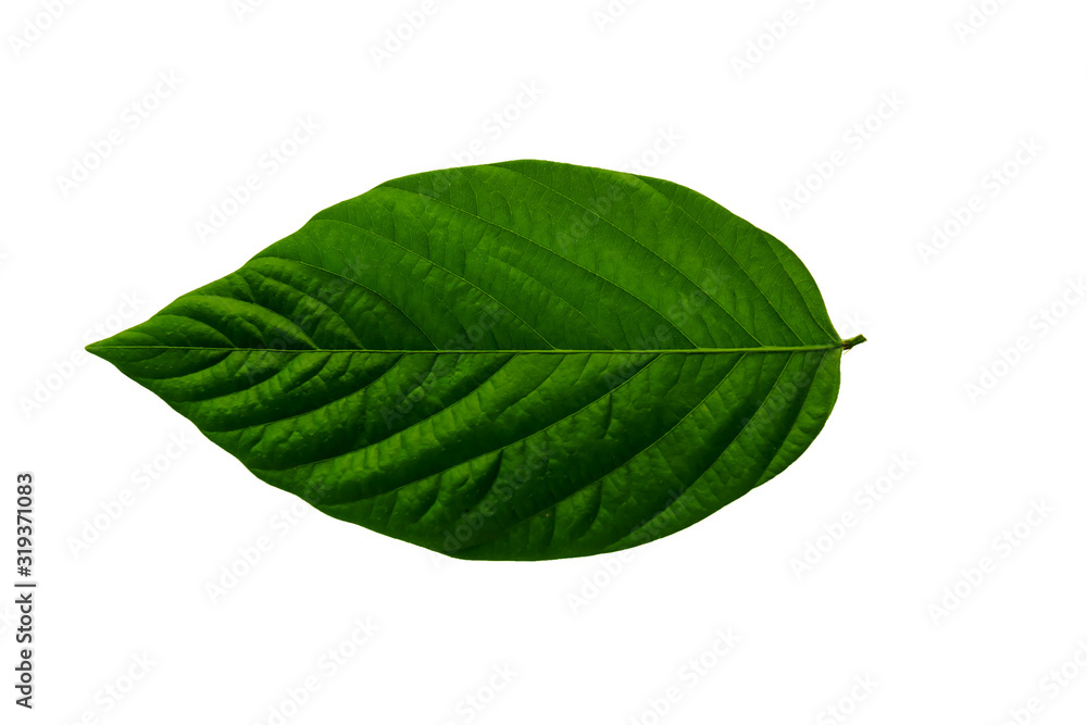 Obraz premium Leaves in the garden on white background. Debris after being eaten by worms. The furrows on the leaves occur naturally.
