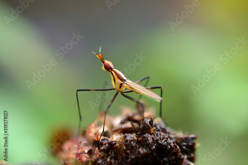 Small insect is standing on mature flower