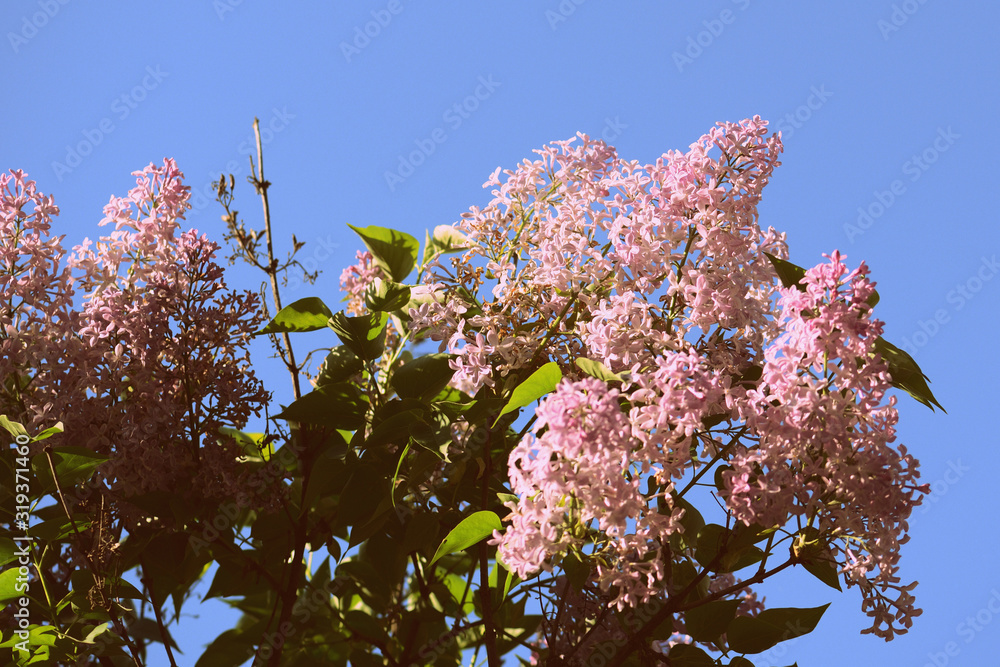 A beautiful bush of lilac blossoms in the summer garden on a sunny day. Retro style toned