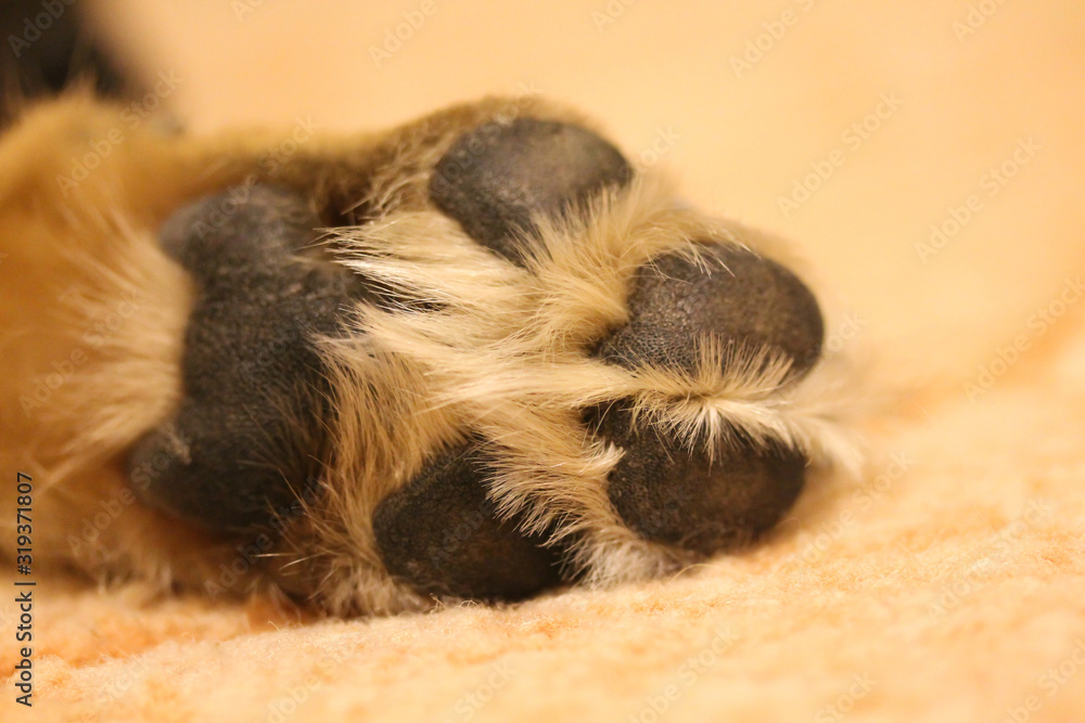 Dog's paw close up at home. Domestic animal lying on the carpet. Large or medium sized pooch. Sable colored fur.