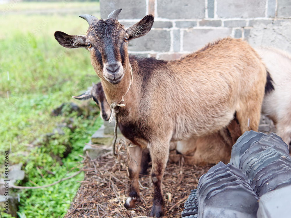 Portrait of black goat stare at camera in rainy day. Portrait of black goat stare at camera in rainy day.