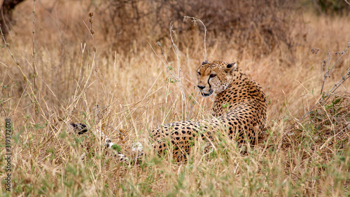 Cheetah in Serengeti