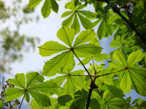 green leaves of tree