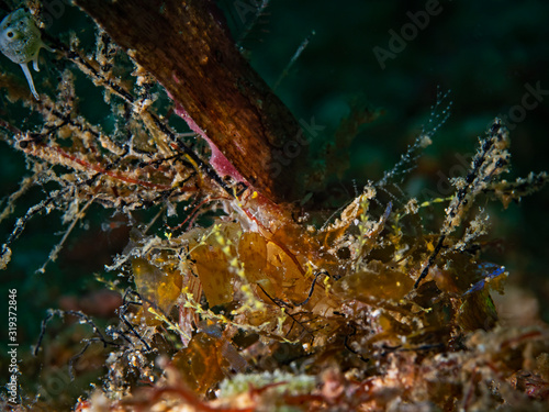 Red-stripe Spidercrab, Rotstreifen-Spinnenkrabbe (Achaeus sp4)