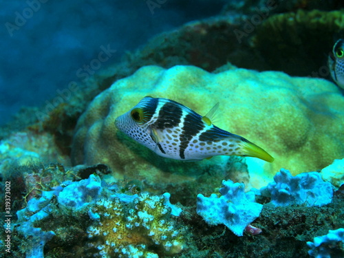 The amazing and mysterious underwater world of Indonesia, North Sulawesi, Manado, boxfish