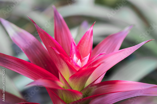 Pink and purple Guzmania or Bromeliad plant (Guzmania Monostachia) in the ornamental garden photo