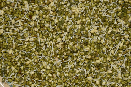 Sprouted green gram poured in the plate. green soybean sprouts