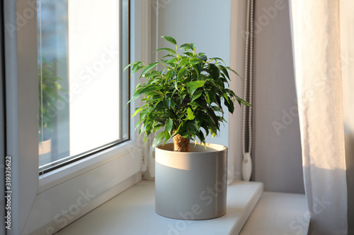 Potted Ficus benjamina plant on window sill at home