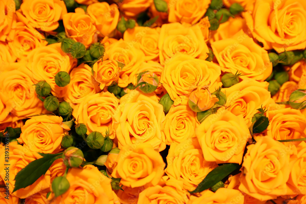 Beautiful yellow roses as background. Floral decor Beautiful yellow roses as background. Floral decor