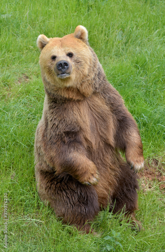 Fototapeta premium European brown bear, Ursus arctos arctos