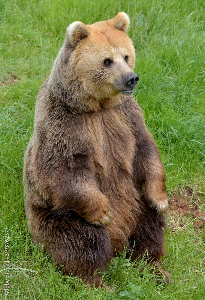 Fototapeta premium European brown bear, Ursus arctos arctos