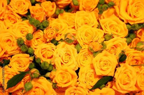 Beautiful yellow roses as background. Floral decor