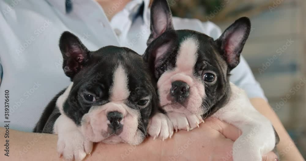 Girl holds on his hands two charming puppies. Puppies breed boston terrier age 1.5 months.