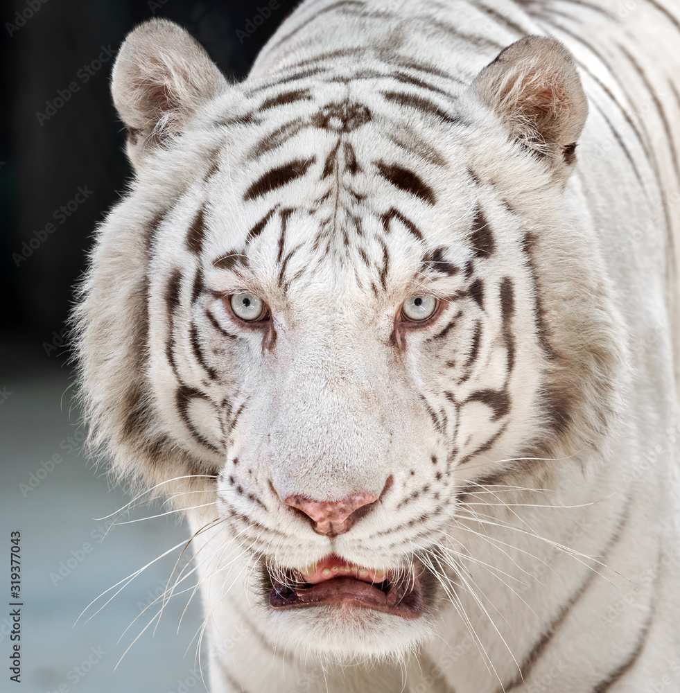 Close up Head of White Bengal Tiger Isolated on Background Close up Head of White Bengal Tiger Isolated on Background