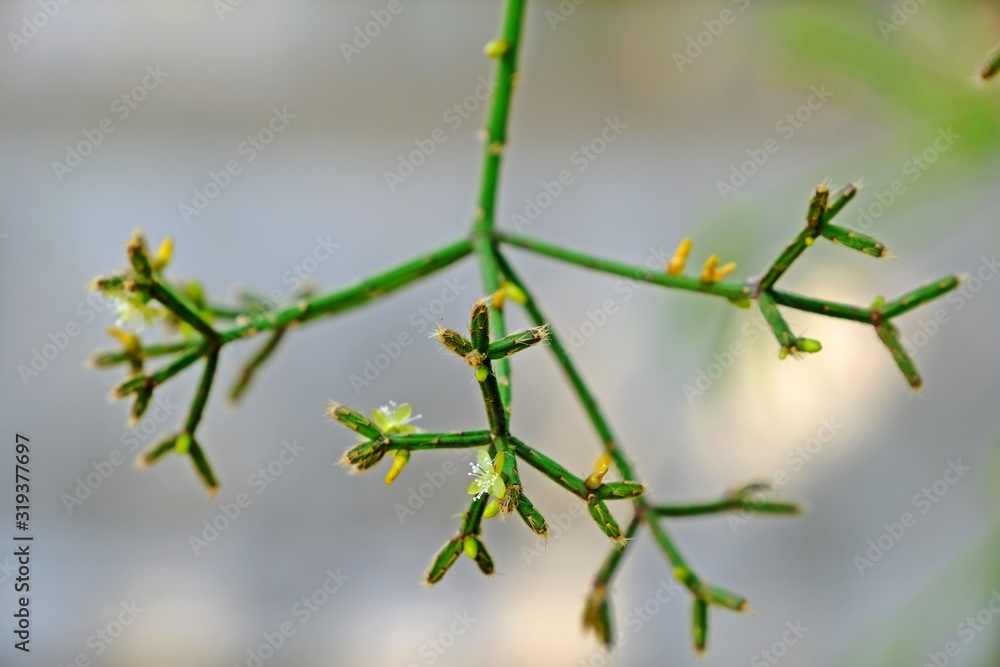 Rhipsalis cereuscula (Coral Cactus) flower with blurred background. Rhipsalis cereuscula (Coral Cactus) flower with blurred background.