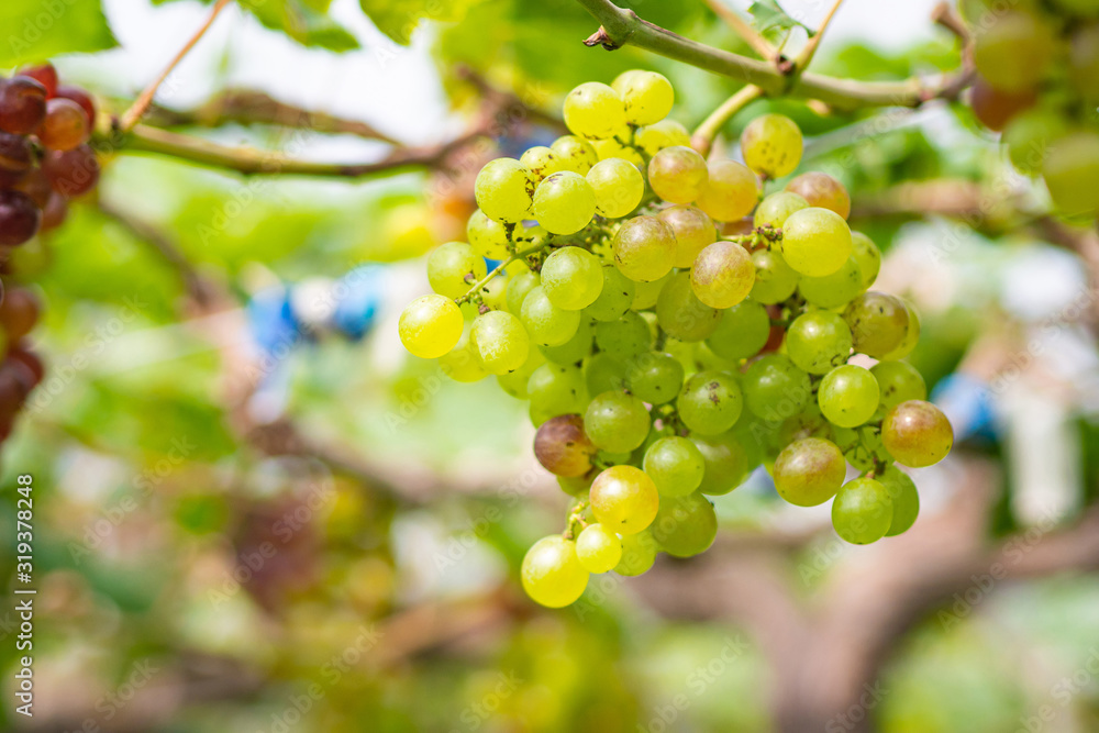 Bunches of green grapes hang from a vine. Beautiful vineyards. Space for text. Health fruit concept Bunches of green grapes hang from a vine. Beautiful vineyards. Space for text. Health fruit concept