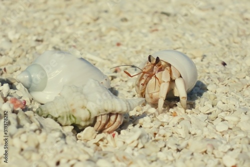 Little hermit crabs bask on the sandy beach of the island of Maldives.