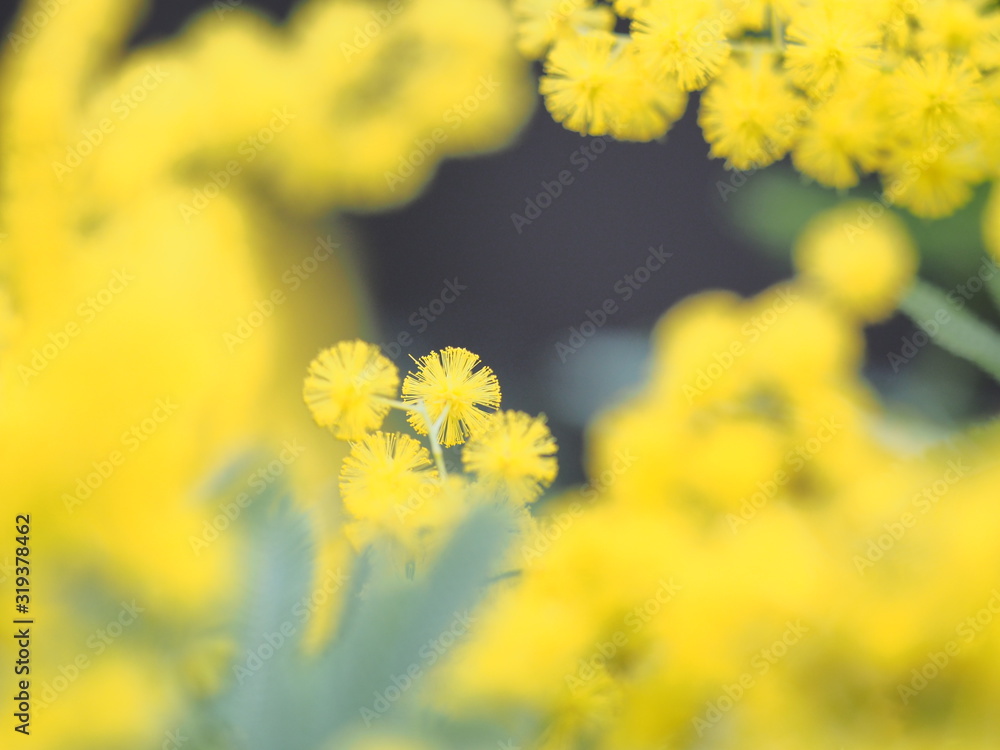 Obraz premium 美しいミモザ