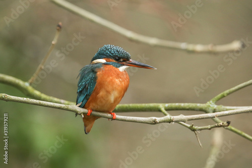 A stunning hunting Kingfisher, Alcedo atthis, perching on a twig that is growing over a river. It is diving into the water catching fish to eat. © Sandra Standbridge